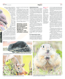 Kurier Poranny/grzbiet zimny